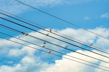 Fototapeta premium Small Birds Perched on Power Lines Against Blue Sky Sunny Day Urban Wildlife Nature
