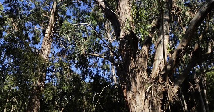 Eucalyptus trees in the forest of Chiavari, Corse du Sud department, Corsica, France.