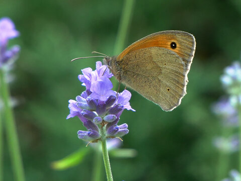 A brown butterfly with orange markings rests on a purple lavender flower. The butterfly is in focus, surrounded by a blurred field of lavender. (Maniola jurtina)