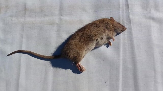 Deceased brown rat on white background, highlighting urban pest challenges and the importance of effective rodent control strategies for homes and businesses