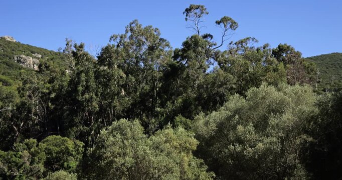 Eucalyptus trees in the forest of Chiavari, Corse du Sud department, Corsica, France.