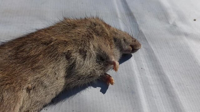 Detailed outdoor observation of a deceased wild brown rat, a common urban rodent, discovered lying lifelessly on a light-colored ground surface in natural daylight conditions