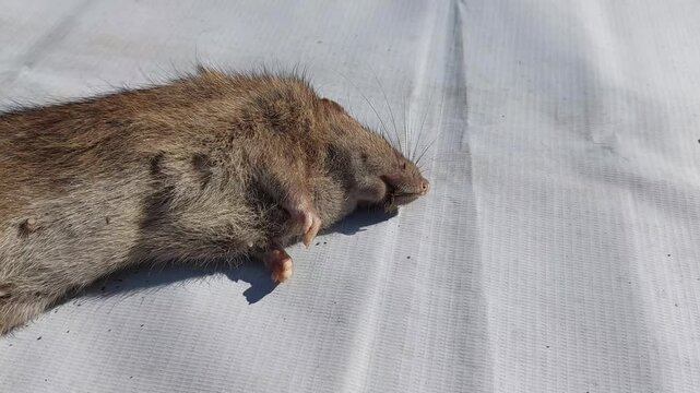Dead Brown Rat Lying on a White Surface Representing Pest Control and Sanitation Issues