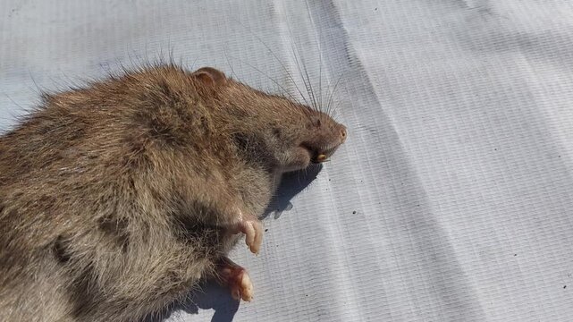 Close-up of a dead brown rat lying on a white surface, outdoor pest control concept