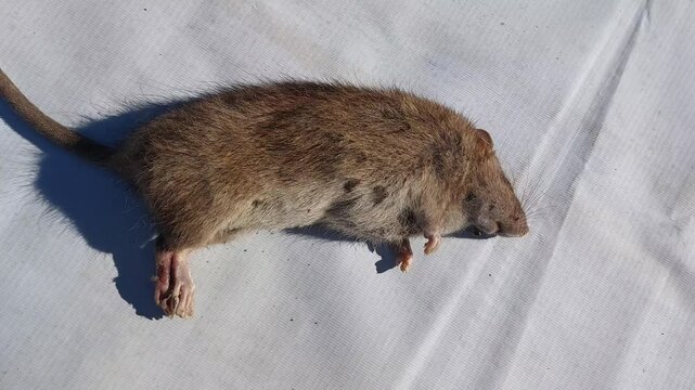 Dead Brown Rat Lying on a White Surface Representing Pest Control and Rodent Infestation Issues