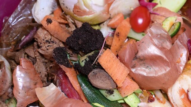 Rottening, moldy vegetable waste with worms of fly larvae, spot fungus, garbage bin, decomposition of food scraps