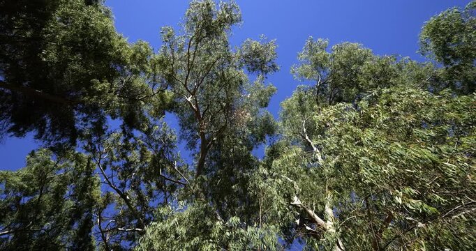 Eucalyptus trees in the forest of Chiavari, Corse du Sud department, Corsica, France.