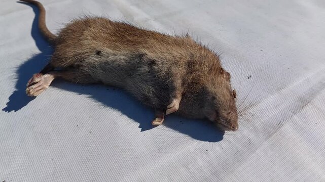 A dead rat lies on a white surface, its body partially obscured by shadows, hinting at a morbid scene