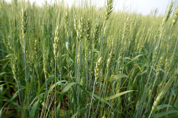 Fototapeta premium Green wheat field and sunny day
