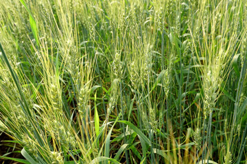 Fototapeta premium Green wheat field and sunny day