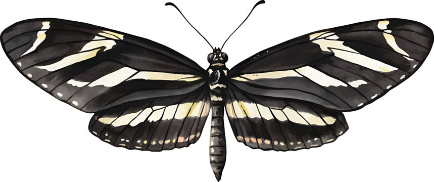Zebra longwing butterfly isolated. Striped insect, Nature macro shot, Zebra longwing butterfly with striped wings
