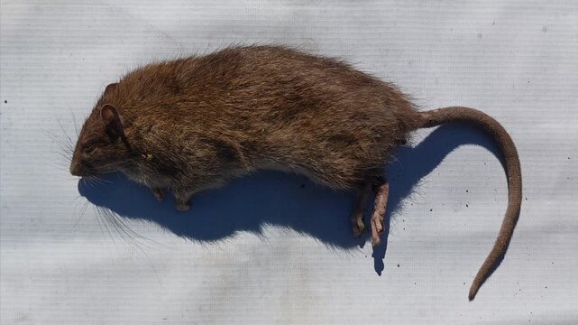 Dead Brown Rat Lying on a White Surface Isolated Top View High Angle Close Up Detailed Fur Texture Photography
