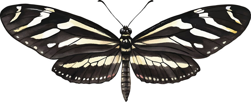 Zebra longwing butterfly with striped wings, Zebra longwing butterfly, Heliconius charithonia insect, Exotic nature macro