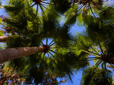 Palm tree forest viewed from below with swaying tropical crowns and sunlight through the leaves, creating a peaceful setting for luxury resorts, spa retreats, wellness, meditation, relaxation and trop