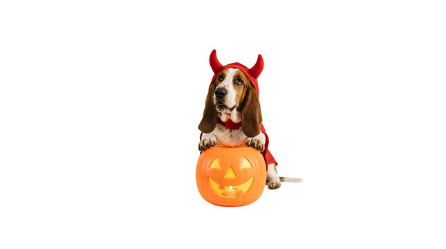 Halloween dog dressed as devil holding jack-o-lantern