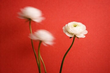 Obraz premium White flowers against red background.