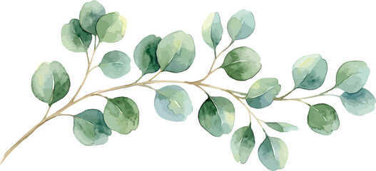 Obraz premium Watercolor eucalyptus branch with green round leaves isolated on white background for wedding invitation design element