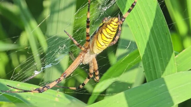 
​Macro shot of a Wasp Spider (Argiope bruennichi) waiting on its web in the grass, 4K UHD #002

