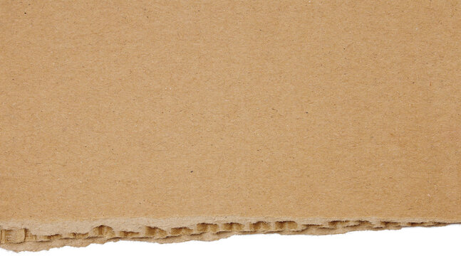 Ripped cardboard texture with partial corrugated flute edge