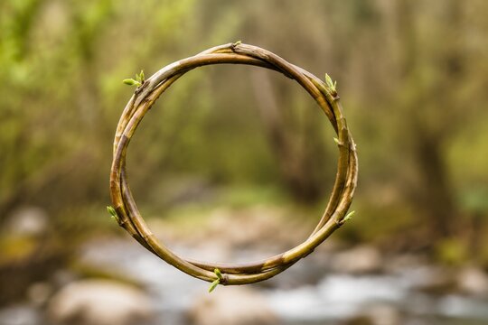 A single osier branch bent into a perfect circle against a blurred natural background.