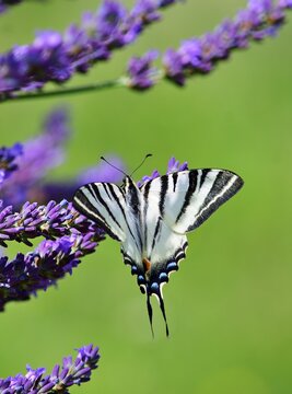 Segelfalter (Iphiclides podalirius)  auf Lavendel, vertikal