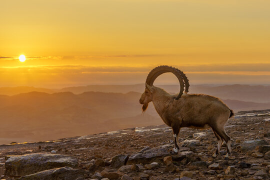Nubian ibex, and the landscape of Makhtesh (crater) Ramon
