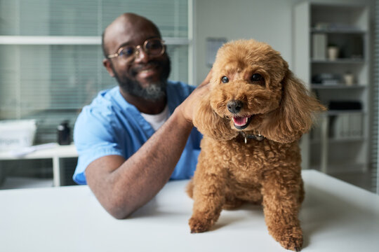 African American middle aged veterinarian examining poodle on table during pet checkup, showing animal care and trust. Ideal for veterinary clinic marketing and pet health services