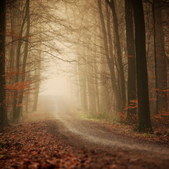 Obraz premium Atmospheric, mysterious autumn forest scene in heavy fog, Sonian Forest, Belgium
