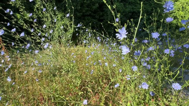 Close detailed shot of Cichorium intybus blue flower. Bright blue chicory flower, chicory wild flower on the field. Blue flower on natural background. Wild chicory endive. Family Asteraceae.