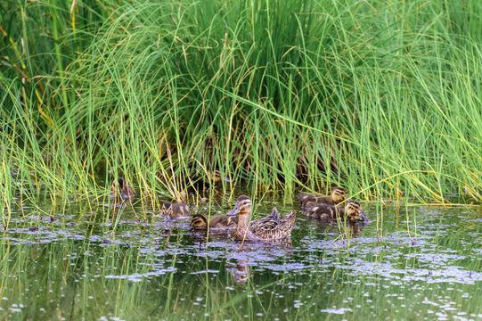 wild duck with ducklings