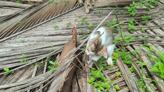 little kitten pouncing on his sibling while playing in the grass with dried leaves