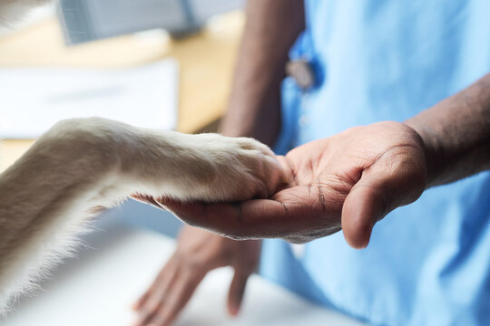 Close up of dog paw resting in Black veterinarians hand, showing trust, care, veterinary support during clinic visit. Ideal for pet healthcare, animal welfare, vet service marketing