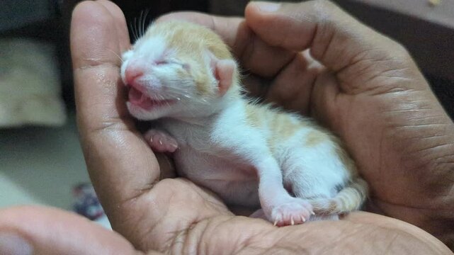 newborn baby kitten crying at the palms of caretaker