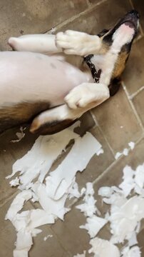 Playful dog upside down acting innocent next to shredded paper, video
