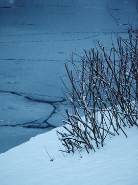 Winter scene of dried reeds pushing through snowy bank on frozen lake, Parc Josaphat, Brussels, Belgium