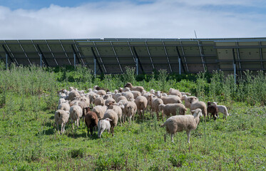 Flock of sheep grazing beside solar panels at photovoltaic plant in Cadiz province, Andalusia, Spain, combining renewable energy production with natural vegetation control © ihervas