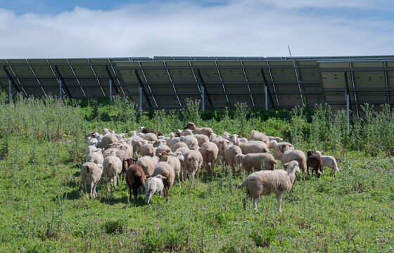 Flock of sheep grazing beside solar panels at photovoltaic plant in Cadiz province, Andalusia, Spain, combining renewable energy production with natural vegetation control