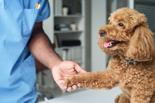 Close up of veterinarian holding poodle paw during clinic exam, showing pet care, trust, wellness. Ideal for veterinary services, animal insurance, pet health marketing