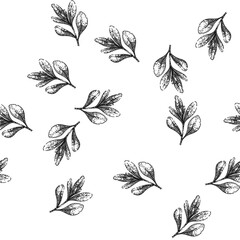 Fototapeta premium seamless pattern herb marjoram hand drawn. fresh sweet, leaves plant, powder view herb marjoram black sketch illustration