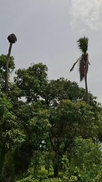 Vertical View of Tall Palm Trees Rising Above Lush Green Forest Canopies, Low Angle Shot of Tropical Palm Trees Against Bright Cloudy Sky, Slender Coconut Palm Trees Towering Over Dense Woodaand