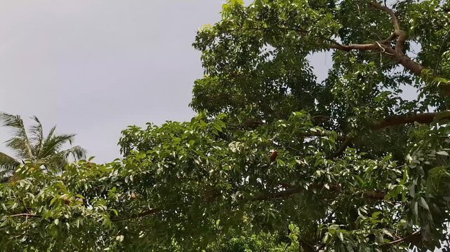 Low Angle View of Indian Almond Badam Tree Canopy with Dense Green Foliage, Terminalia Catappa Tree Branches Against Overcast Sky in Tropical Landscape, Lush Badam Tree Crown with Broad Green Leaves 