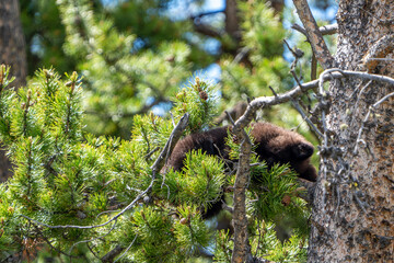 Black Bear Cub Sleeping in a Pine Tree in Yellowstone National Park © Niklas