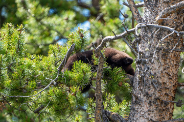 Black Bear Cub Sleeping in a Pine Tree in Yellowstone National Park © Niklas