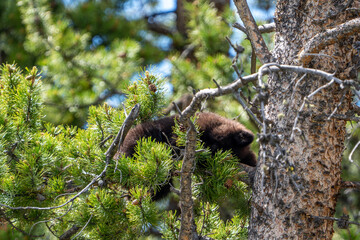 Black Bear Cub Sleeping in a Pine Tree in Yellowstone National Park © Niklas