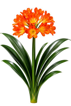 Clivia plant with vibrant orange flowers and green leaves cut out