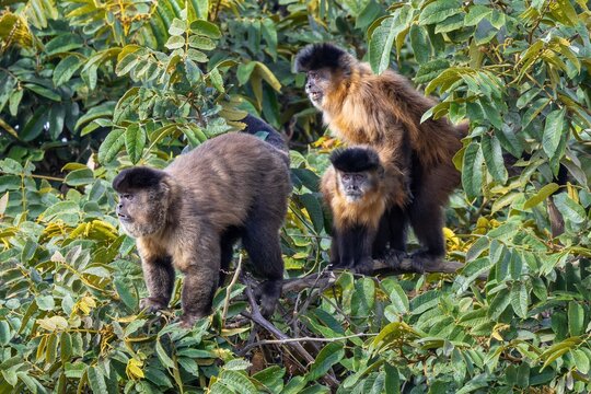 Group of Sapajus libidinosus