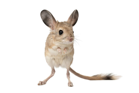 Adorable small desert jerboa standing upright, featuring large ears, long tail, and big expressive eyes.