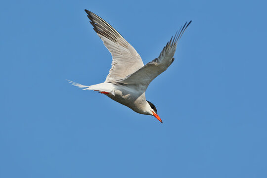 Common Tern [Sterna hirundo] soaring high in the clear blue sky, looking down for prey.