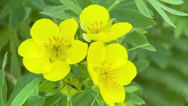 Video of herbaceous medicinal plant Kuril tea or shrubby cinquefoil (Lat. Pentaphylloides fruticosa) with bright yellow five petals flowers. Summer floral background