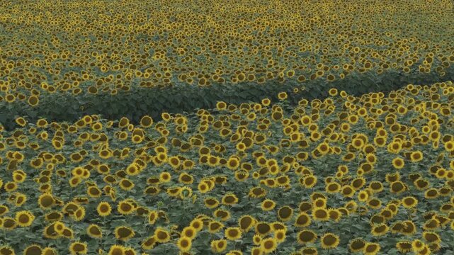 Drone flying over endless sunflower field in full bloom